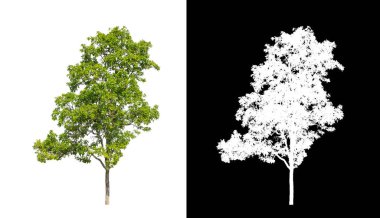 Kesme yolu olan şeffaf resim arkaplanı, kırpma yolu ve alfa kanalı olan tek ağaç