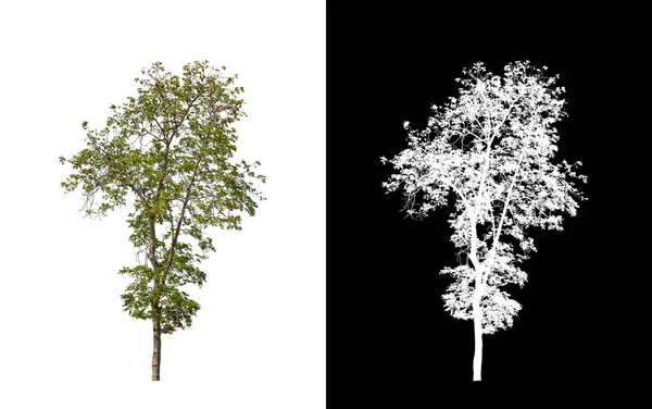 Tree Transparent Picture Background Clipping Path Single Tree Clipping Path — Stock Photo, Image