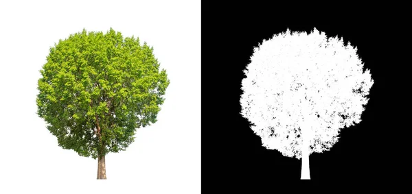 Baum Auf Transparentem Bildhintergrund Mit Clipping Pfad Einzelbaum Mit Clipping — Stockfoto