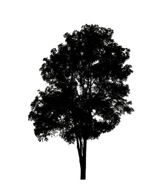 Beyaz arkaplanda fırça için ağaç silueti.