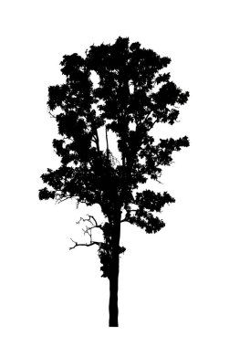 Beyaz arkaplanda fırça için ağaç silueti.