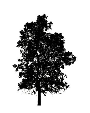 Beyaz arkaplanda fırça için ağaç silueti.