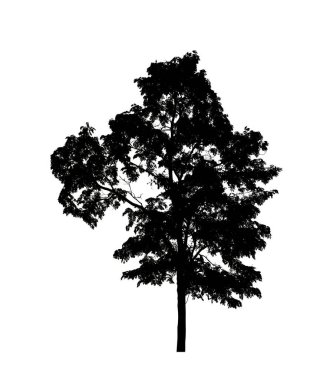 Beyaz arkaplanda fırça için ağaç silueti.