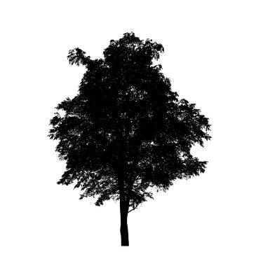 Beyaz arkaplanda fırça için ağaç silueti.