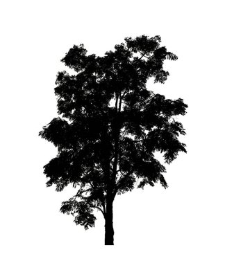 Beyaz arkaplanda fırça için ağaç silueti.