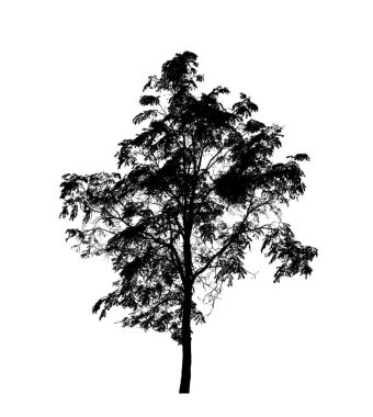 Beyaz arkaplanda fırça için ağaç silueti.