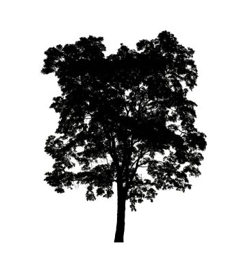 Beyaz arkaplanda fırça için ağaç silueti.