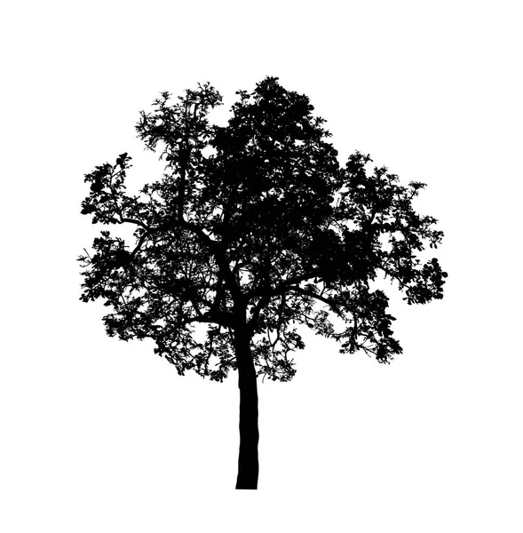 Silhouette Albero Pennello Sfondo Bianco — Foto Stock