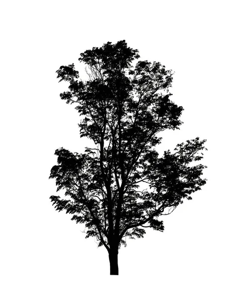 Tree Silhouette Brush White Background — Stock Photo, Image