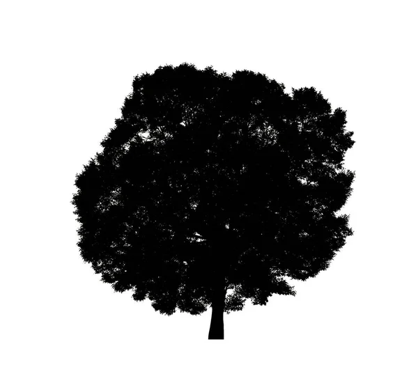 Tree Silhouette Brush White Background — Stock Photo, Image