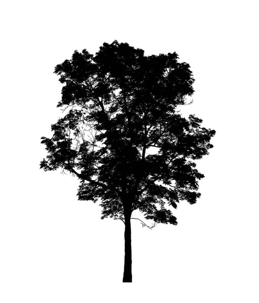 Tree Silhouette Brush White Background — Stock Photo, Image