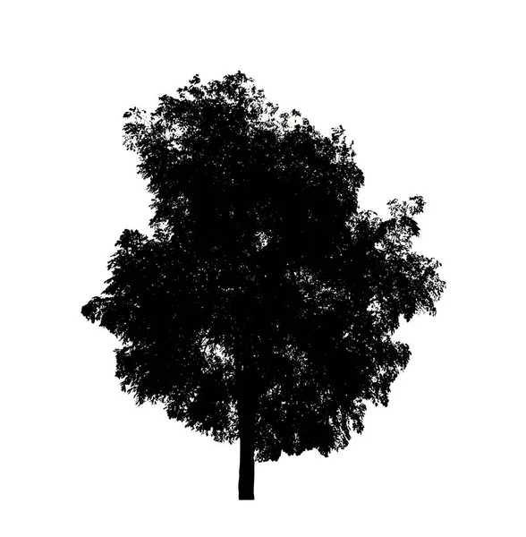 Tree Silhouette Brush White Background — Stock Photo, Image