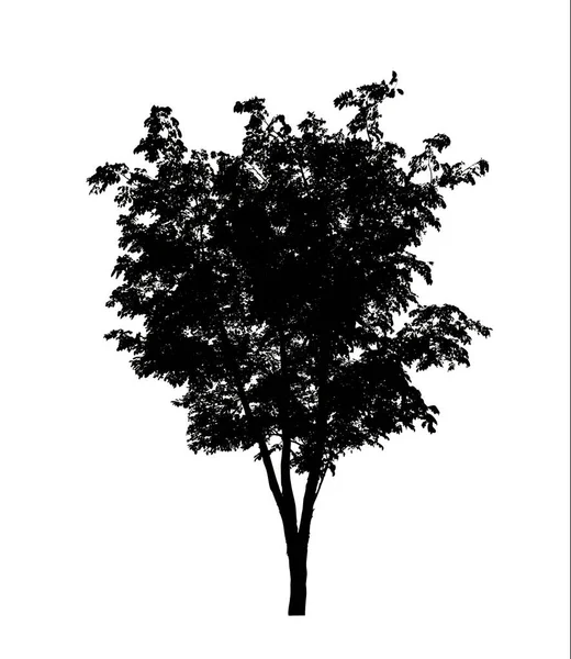 Силует Дерева Пензля Білому Тлі — стокове фото