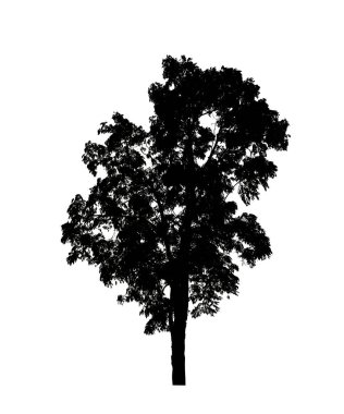 Beyaz arkaplanda fırça için ağaç silueti.
