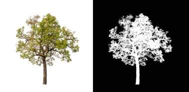 Kesme yolu ile şeffaf resim arkaplan üzerinde ağaç, kırpma yolu olan tek ağaç ve siyah arkaplanda alfa kanalı