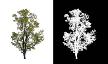 Kesme yolu ile şeffaf resim arkaplan üzerinde ağaç, kırpma yolu olan tek ağaç ve siyah arkaplanda alfa kanalı