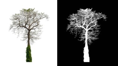 Kesme yolu ile şeffaf resim arkaplan üzerinde ağaç, kırpma yolu olan tek ağaç ve siyah arkaplanda alfa kanalı
