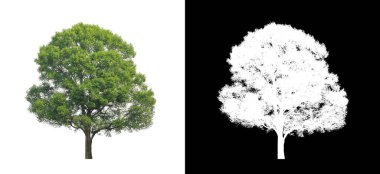 Kesme yolu ile şeffaf resim arkaplan üzerinde ağaç, kırpma yolu olan tek ağaç ve siyah arkaplanda alfa kanalı