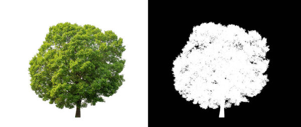 Tree on transparent picture background with clipping path, single tree with clipping path and alpha channel on black background