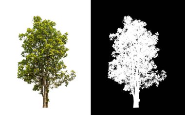 Kesme yolu ile şeffaf resim arkaplan üzerinde ağaç, kırpma yolu olan tek ağaç ve siyah arkaplanda alfa kanalı