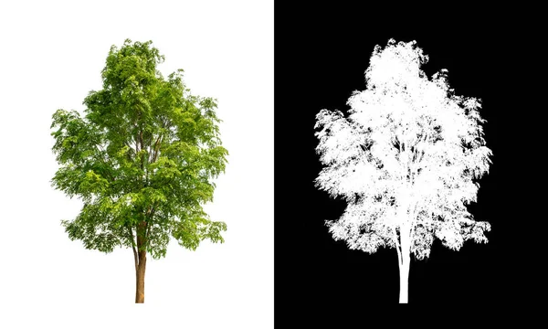 Árbol Sobre Fondo Transparente Con Ruta Recorte Árbol Único Con —  Fotos de Stock