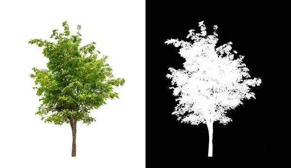 Árbol Sobre Fondo Transparente Con Ruta Recorte Árbol Único Con — Foto de Stock