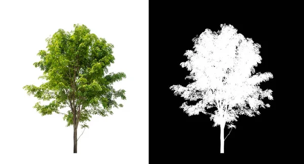 Tree Transparent Picture Background Clipping Path Single Tree Clipping Path — Stock Photo, Image