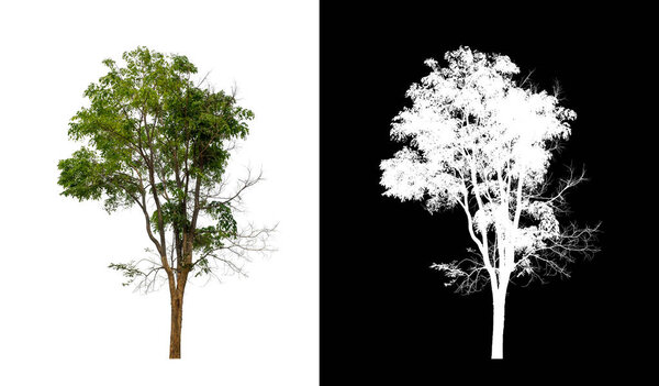 Tree on transparent picture background with clipping path, single tree with clipping path and alpha channel on black background