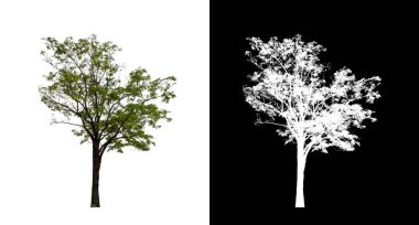 Kesme yolu ile şeffaf resim arkaplan üzerinde ağaç, kırpma yolu olan tek ağaç ve siyah arkaplanda alfa kanalı