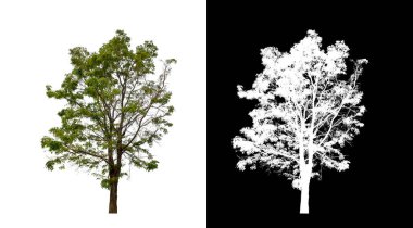 Kesme yolu ile şeffaf resim arkaplan üzerinde ağaç, kırpma yolu olan tek ağaç ve siyah arkaplanda alfa kanalı