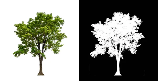 Árbol Sobre Fondo Transparente Con Ruta Recorte Árbol Único Con —  Fotos de Stock