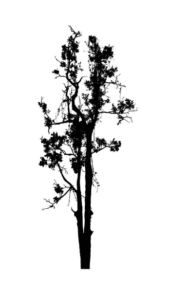 Tree Silhouette Brush White Background — Stock Photo, Image