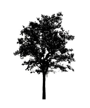 Beyaz arkaplanda fırça için ağaç silueti.