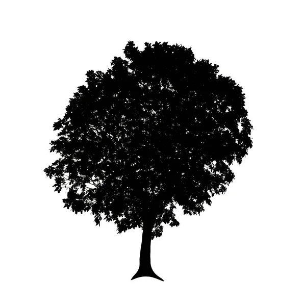 Silhouette Albero Pennello Sfondo Bianco — Foto Stock