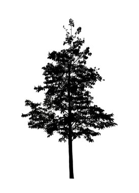 Beyaz arkaplanda fırça için ağaç silueti.
