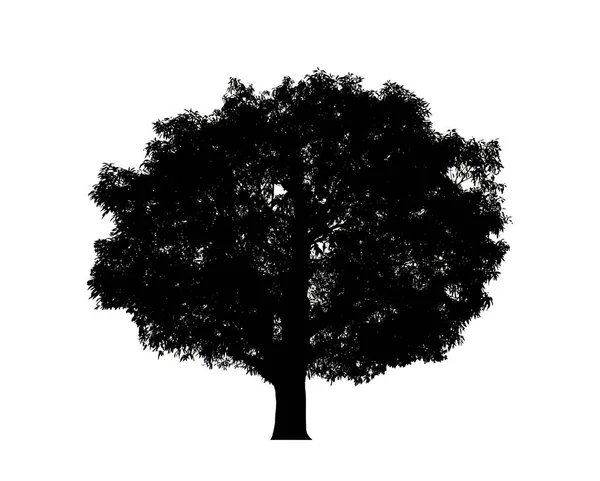 Silhouette Albero Pennello Sfondo Bianco — Foto Stock