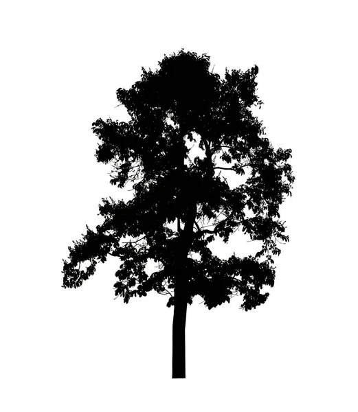 Tree Silhouette Brush White Background — Stock Photo, Image