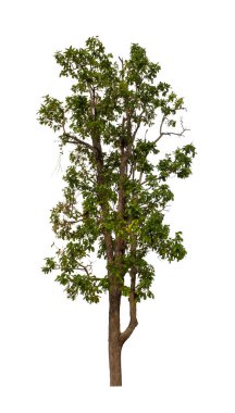 Beyaz arkaplanda izole edilmiş ağaç hem yazdırma hem de web sayfaları için uygundur