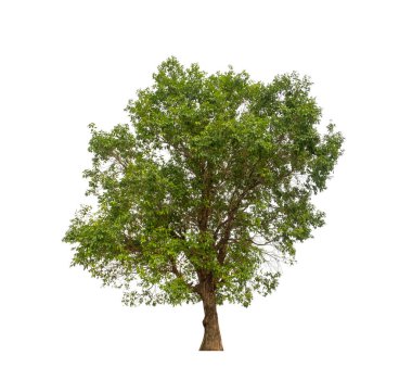 Beyaz arkaplanda izole edilmiş ağaç hem yazdırma hem de web sayfaları için uygundur