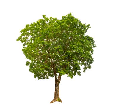 Beyaz arkaplanda izole edilmiş ağaç hem yazdırma hem de web sayfaları için uygundur