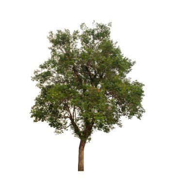 Beyaz arkaplanda izole edilmiş ağaç hem yazdırma hem de web sayfaları için uygundur