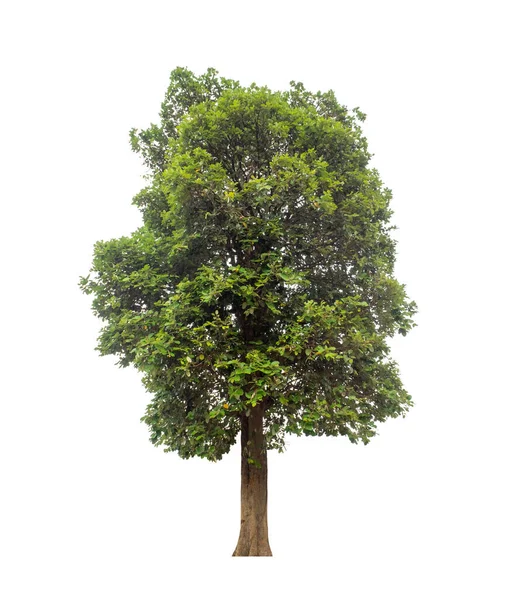 Albero Isolato Sfondo Bianco Adatto Sia Stampa Che Pagine Web — Foto Stock