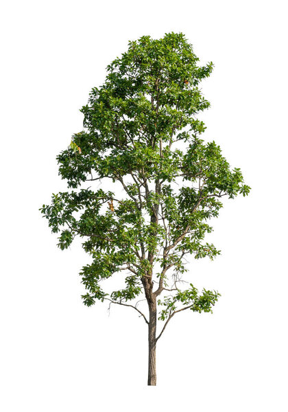 Дерево, изолированное на белом фоне, подходит как для печати, так и для веб-страниц