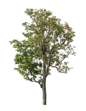 Beyaz arkaplanda izole edilmiş ağaç hem yazdırma hem de web sayfaları için uygundur