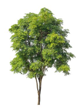 Beyaz arkaplanda izole edilmiş ağaç hem yazdırma hem de web sayfaları için uygundur