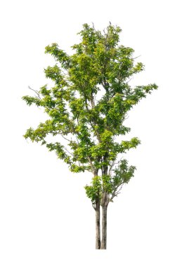 Beyaz arkaplanda izole edilmiş ağaç hem yazdırma hem de web sayfaları için uygundur