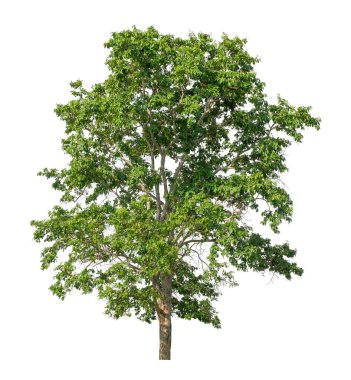 Beyaz arkaplanda izole edilmiş ağaç hem yazdırma hem de web sayfaları için uygundur