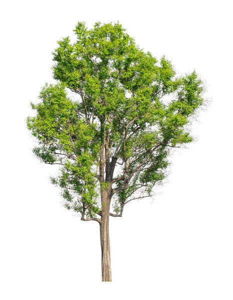 Tree that are isolated on a white background are suitable for both printing and web pages