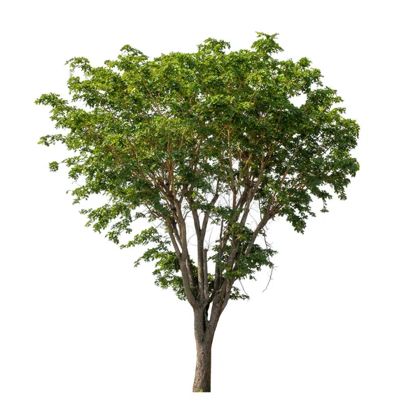 Árbol Que Aíslan Sobre Fondo Blanco Son Adecuados Tanto Para — Foto de Stock