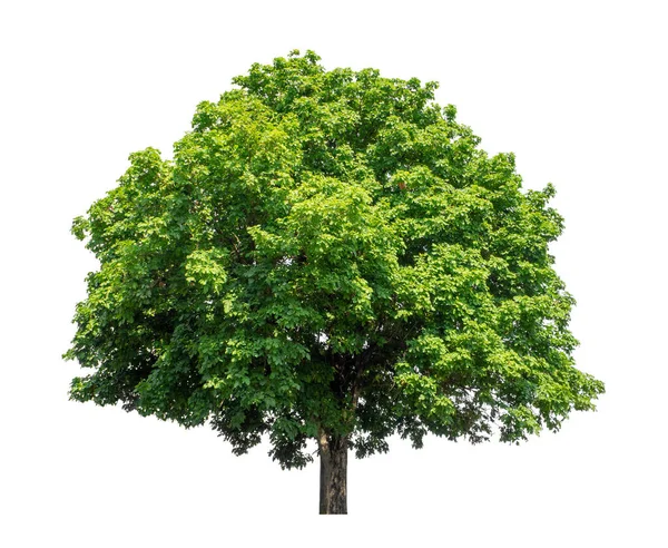 Träd Som Isolerade Vit Bakgrund Lämpliga För Både Utskrifter Och — Stockfoto